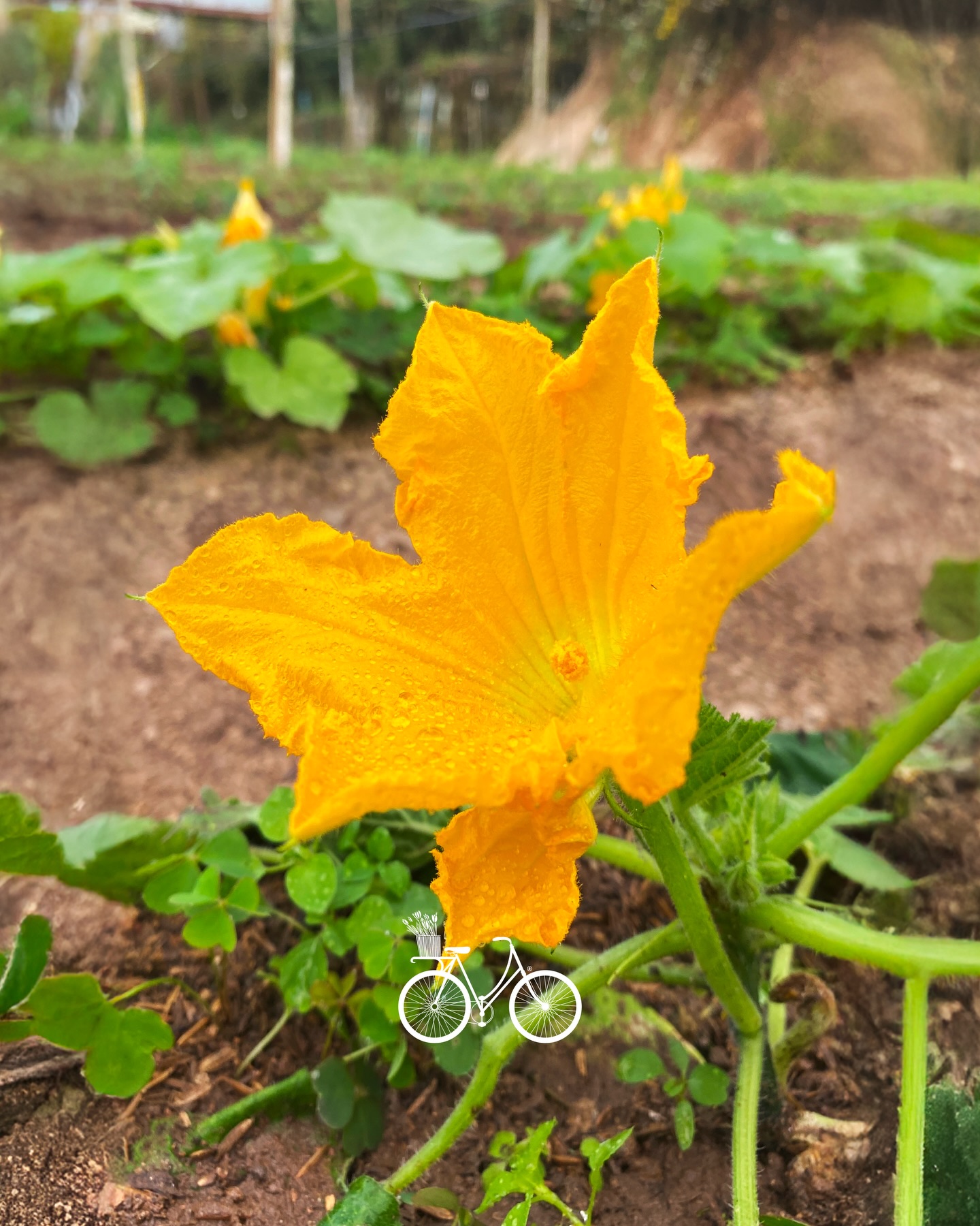 Flor de calabaza