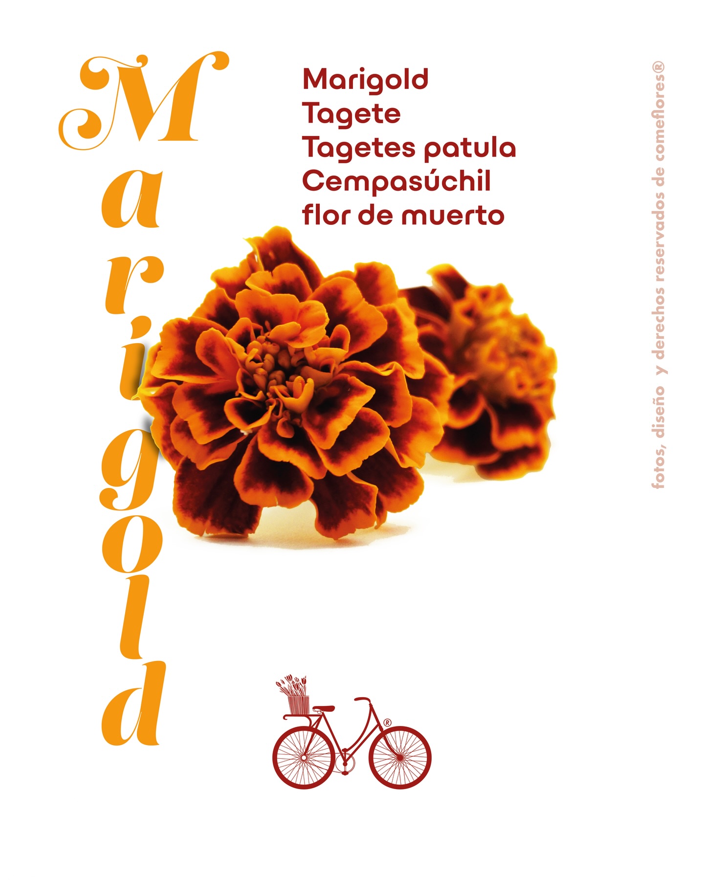 Marigold