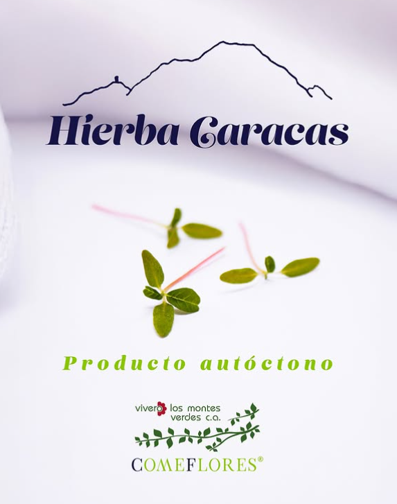 Hierba Caracas