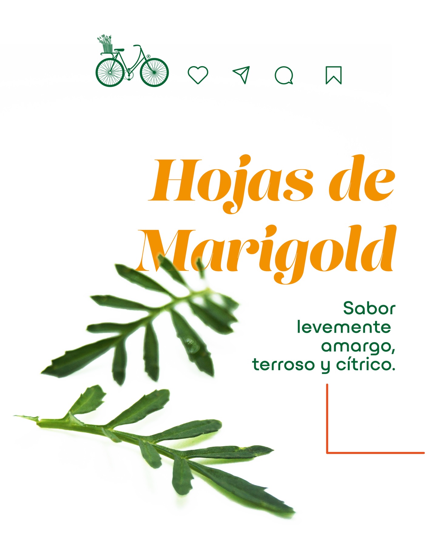 Hojas de Marigold