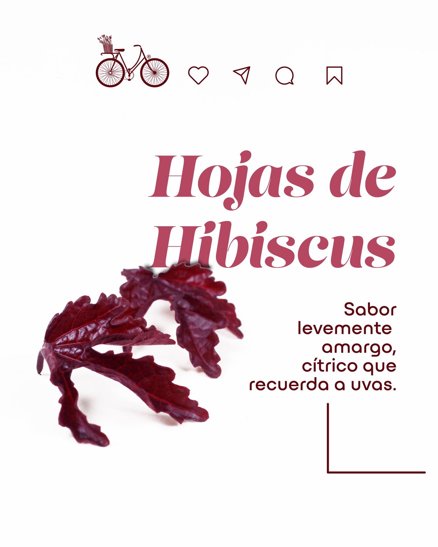 Hojas de Hibiscus