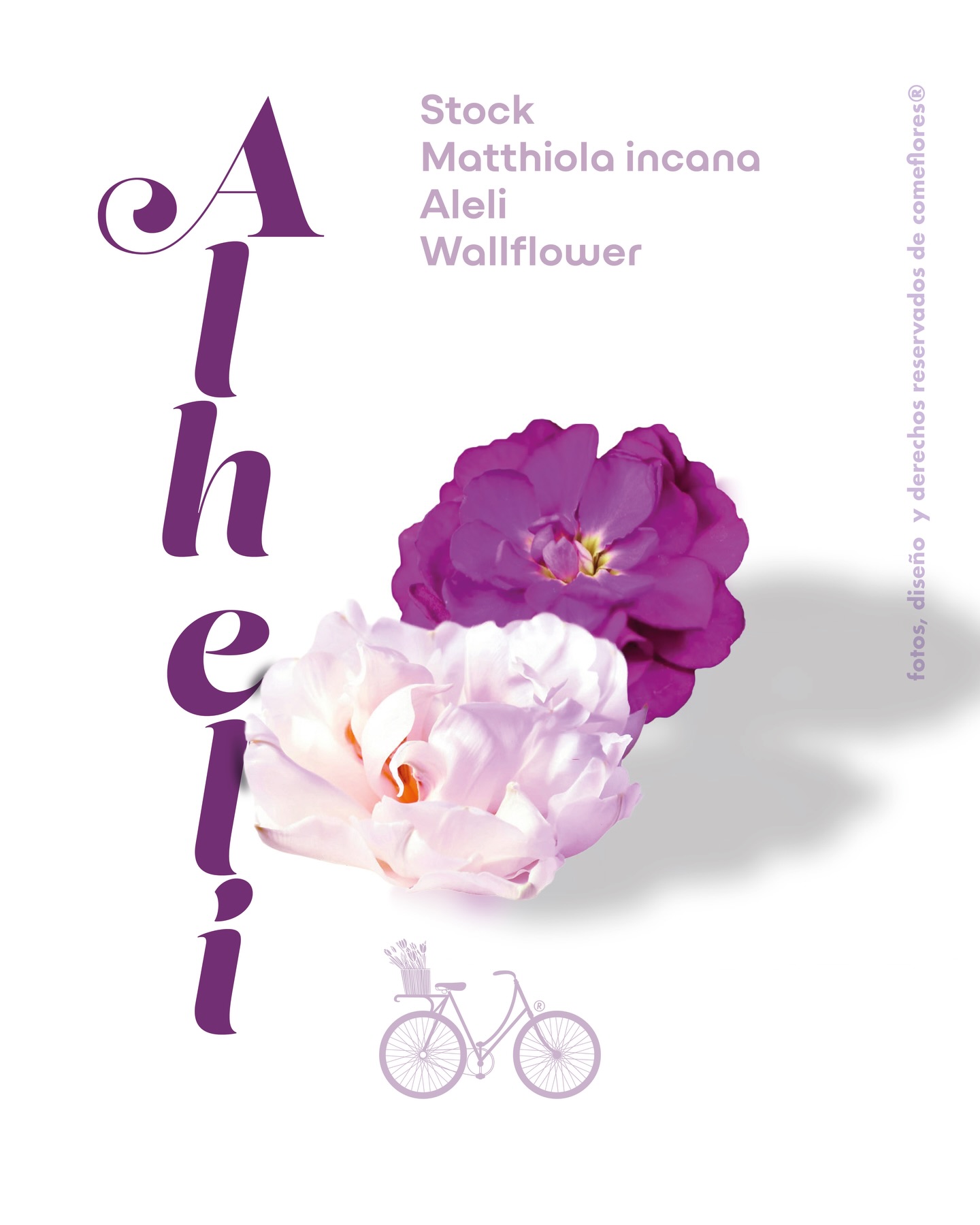 Alhelí Póster