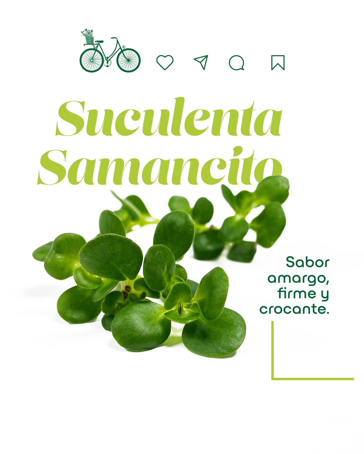 Suculenta Samancito Póster