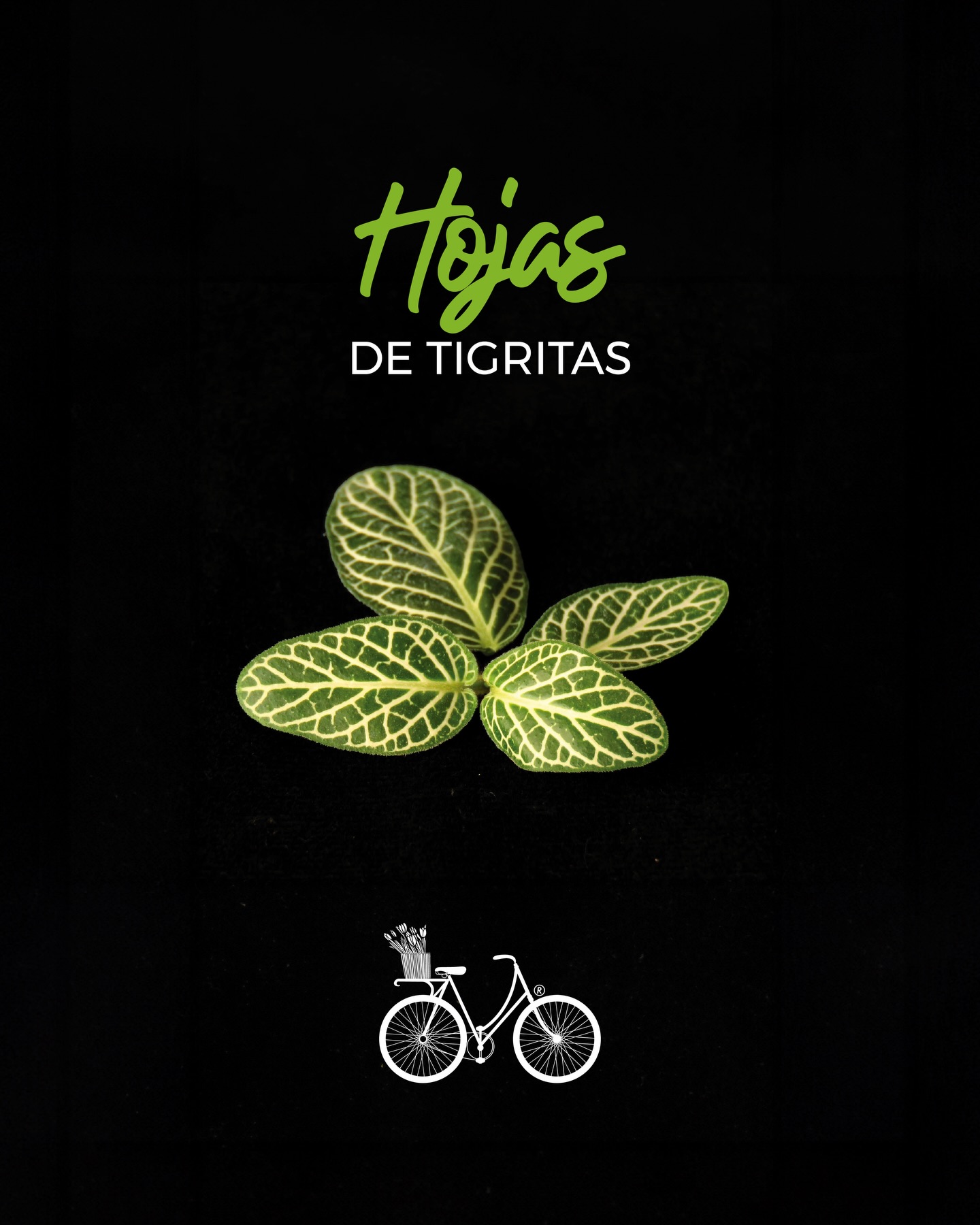 Hojas de Tigritas Póster